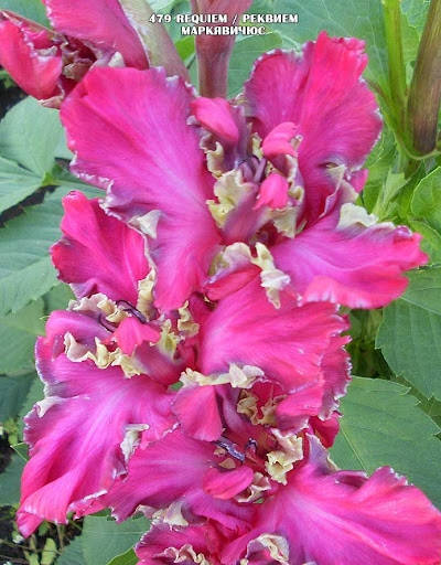 Гладиолус Реквием
Гладиолус Реквием