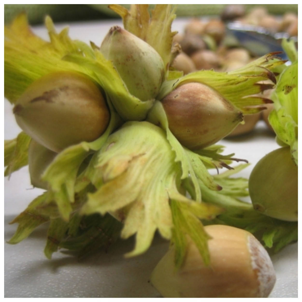 Фундук Морозовский
Фундук Морозовский