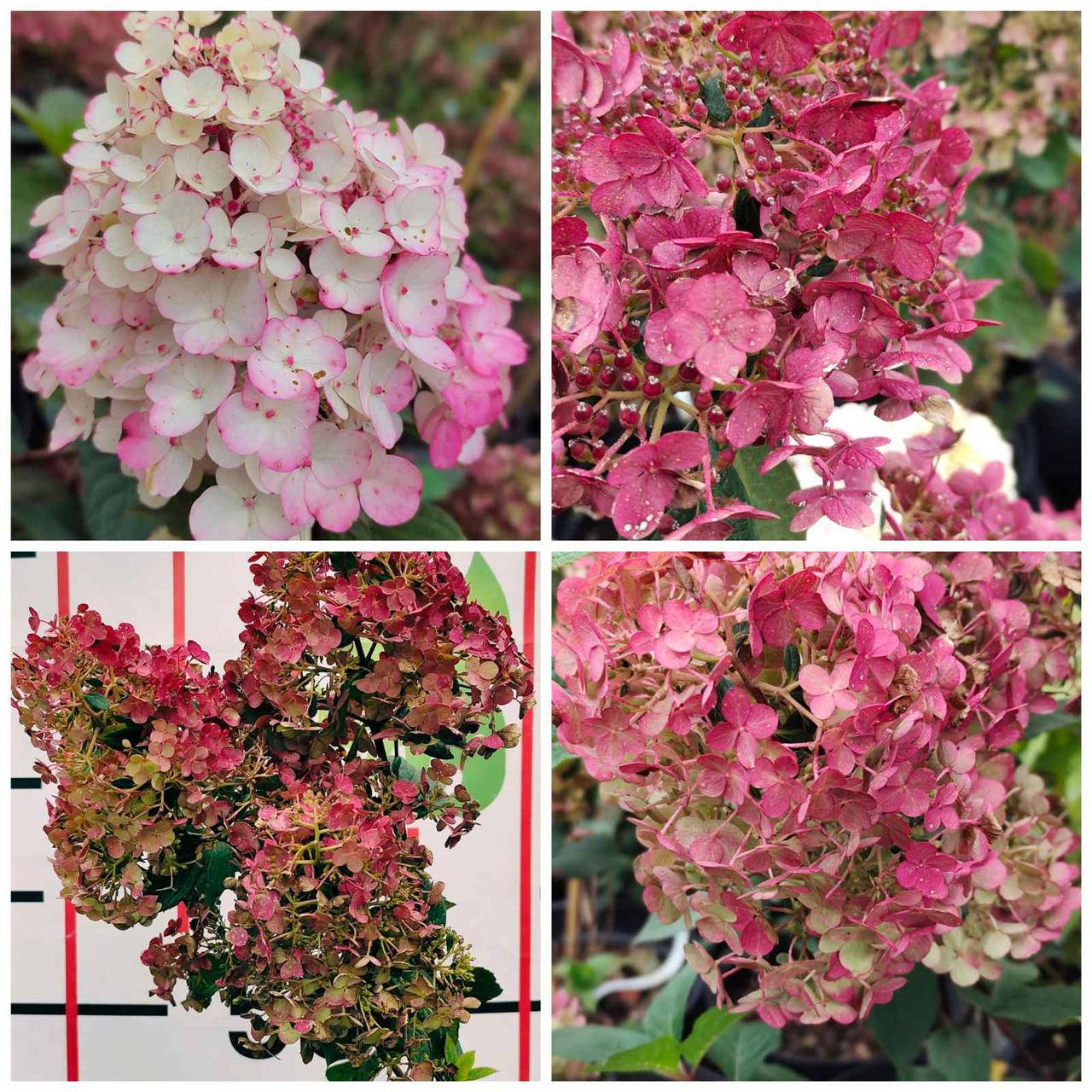 Гортензія волотиста Самарська Лідія / Hydrangea paniculata Samarskya Lydia С7.5 С10 / Н50-70
Гортензія волотиста Самарська Лідія / Hydrangea paniculata Samarskya Lydia С7.5 С10 / Н50-70
