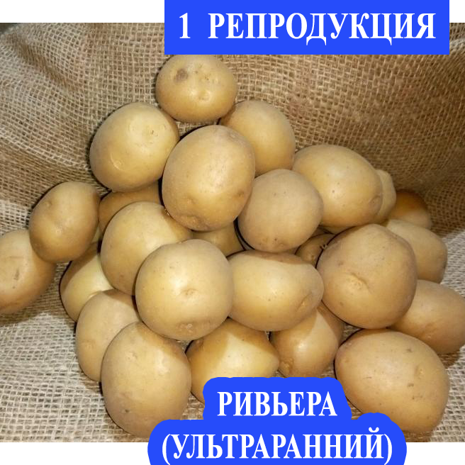 Семенной картофель Ранний посадочный картофель элита голландский Семенная картошка сорта РИВЬЕРА 1 репродукции
Семенной картофель Ранний посадочный картофель элита голландский Семенная картошка сорта РИВЬЕРА 1 репродукции