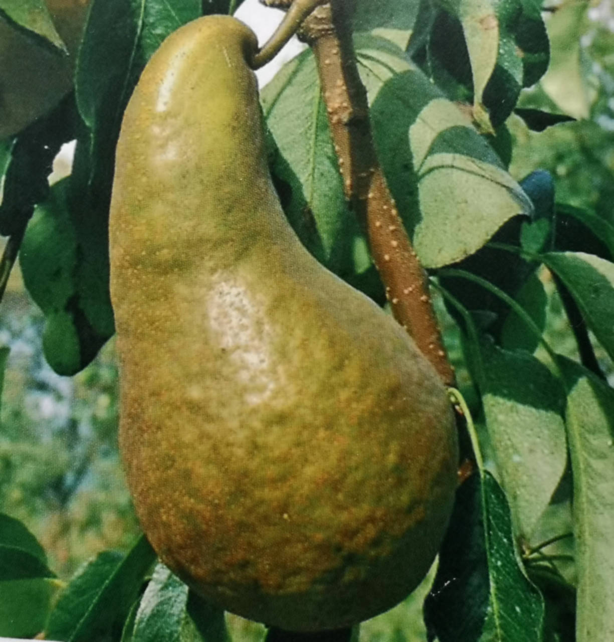 Груша Осень Буковины. (ВА-29). (вс).
Груша Осень Буковины. (ВА-29). (вс).