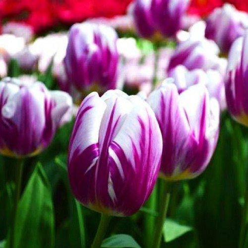 Тюльпан Flaming flag 3 шт (луковицы)
Тюльпан Flaming flag 3 шт (луковицы)