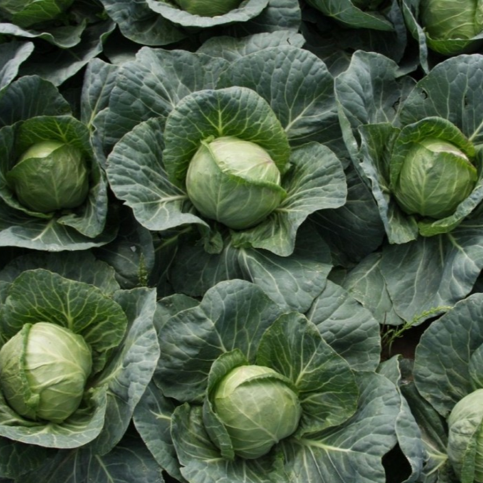 Капуста ультраранняя Акира F1
Капуста ультраранняя Акира F1