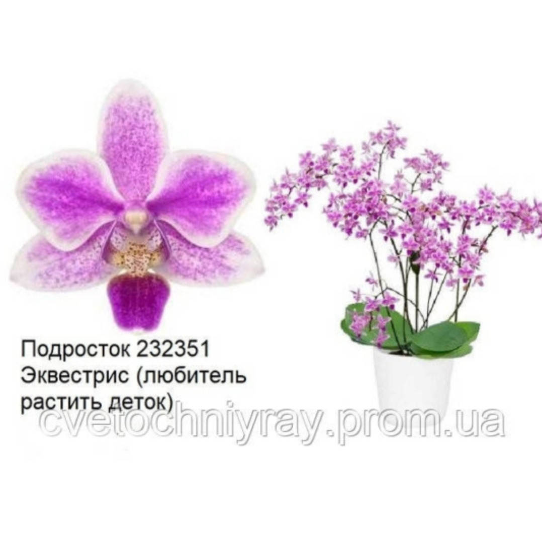Орхидея Эквестрис подросток 1,7, Сиреневый
Орхидея Эквестрис подросток 1,7, Сиреневый