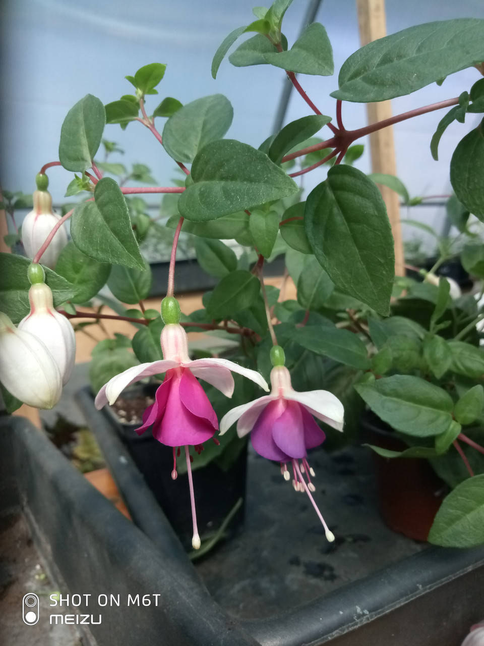 Фуксия Shadow Dancer растение в горшке 7*7см
Фуксия Shadow Dancer растение в горшке 7*7см