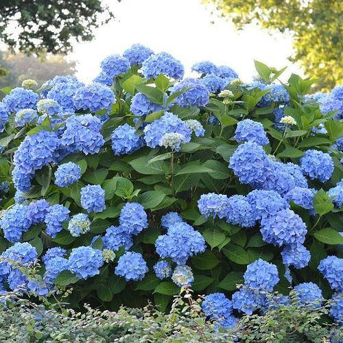 Саженцы Гортензии крупнолистной Эндлесс Саммер Балмер (Hydrangea macrophylla Endless Summer Bailmer)
Саженцы Гортензии крупнолистной Эндлесс Саммер Балмер (Hydrangea macrophylla Endless Summer Bailmer)
