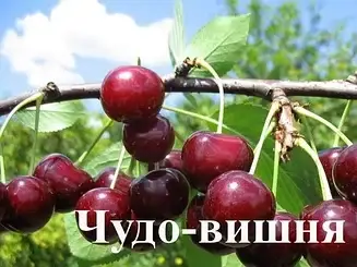 Вишня Чудо Вишня (саженцы)
Вишня Чудо Вишня (саженцы)