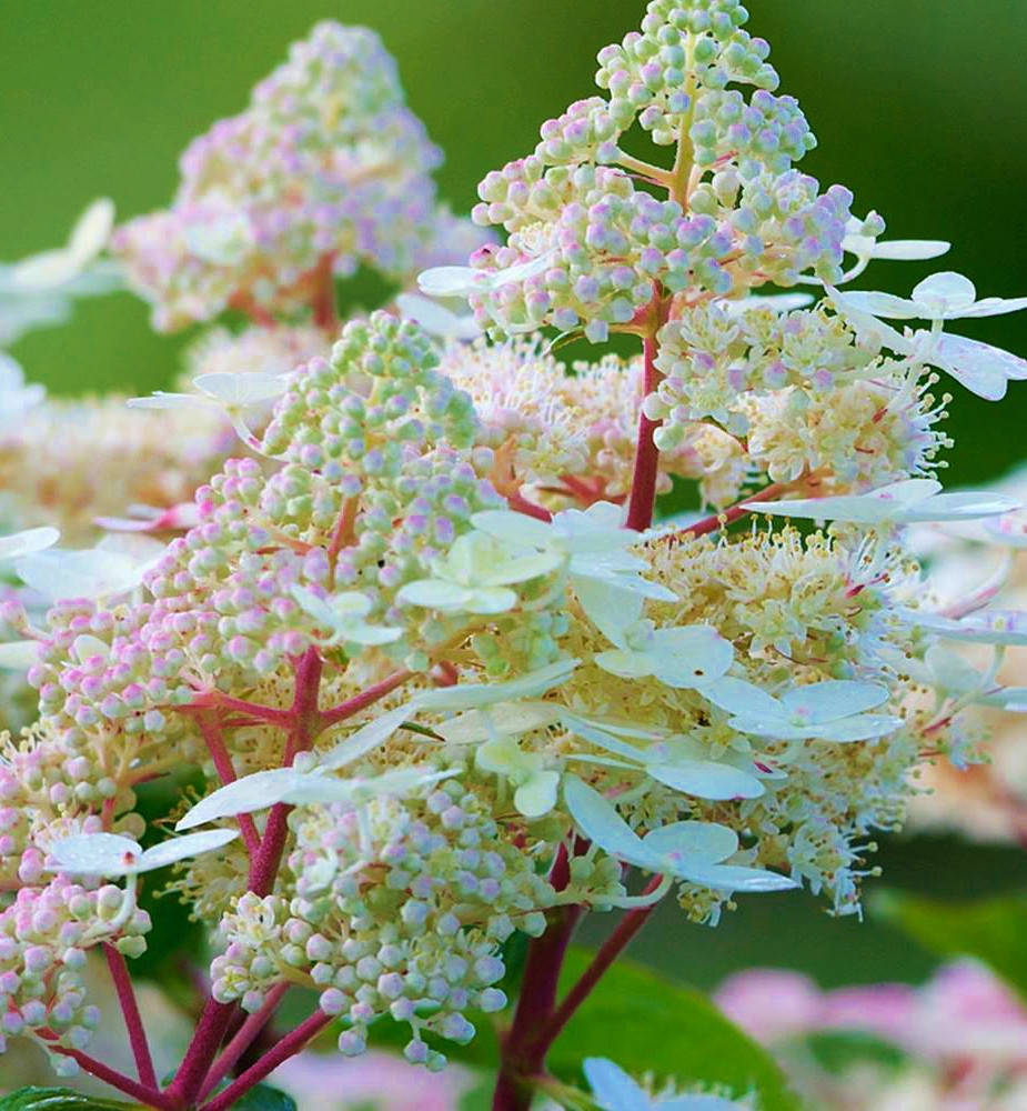 Гортензия метельчатая Эрли Гарри \ Hydrangea paniculata Early Harry ( саженцы 3 года) Новинка
Гортензия метельчатая Эрли Гарри \ Hydrangea paniculata Early Harry ( саженцы 3 года) Новинка
