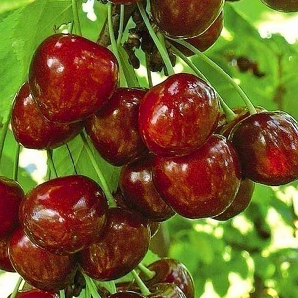 Саженцы черешни «Бигарро Бурлат» - 2-летний 
Саженцы черешни «Бигарро Бурлат» - 2-летний