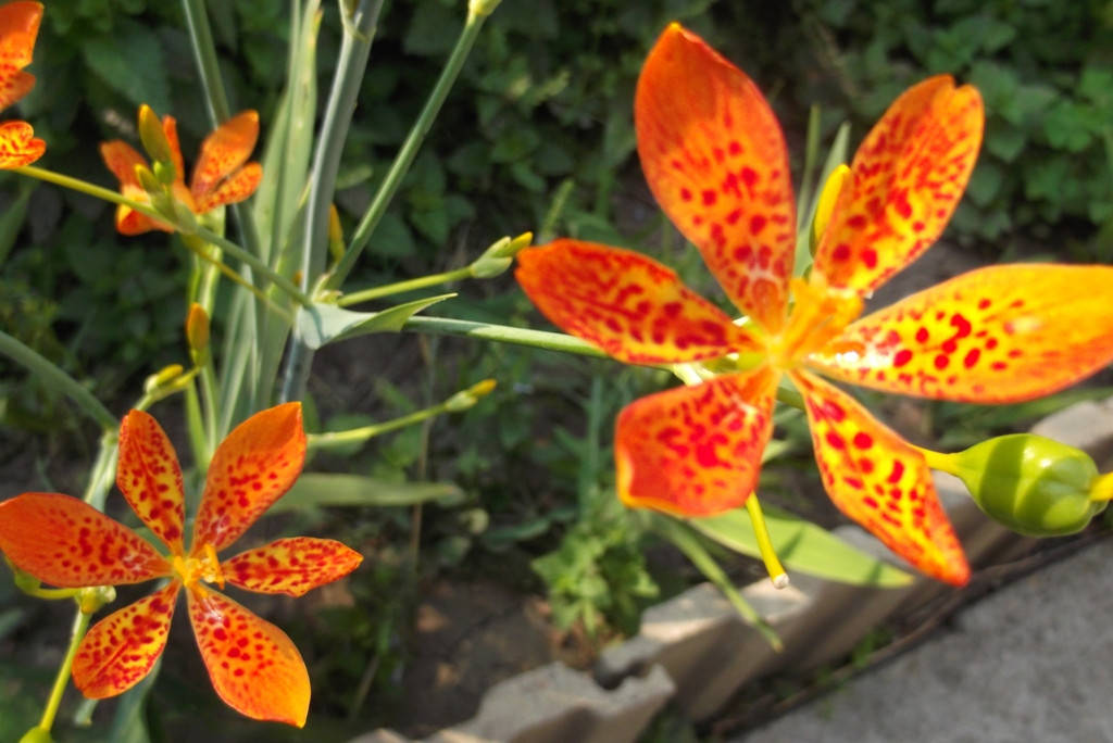 Беламканда китайская оранжево-желтая (семена 10 шт), Оранжевый
Беламканда китайская оранжево-желтая (семена 10 шт), Оранжевый