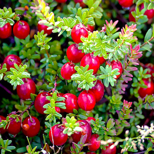 Саженцы клюквы Пилигрим - средняя, пурпурно-красная, урожайная 
Саженцы клюквы Пилигрим - средняя, пурпурно-красная, урожайная