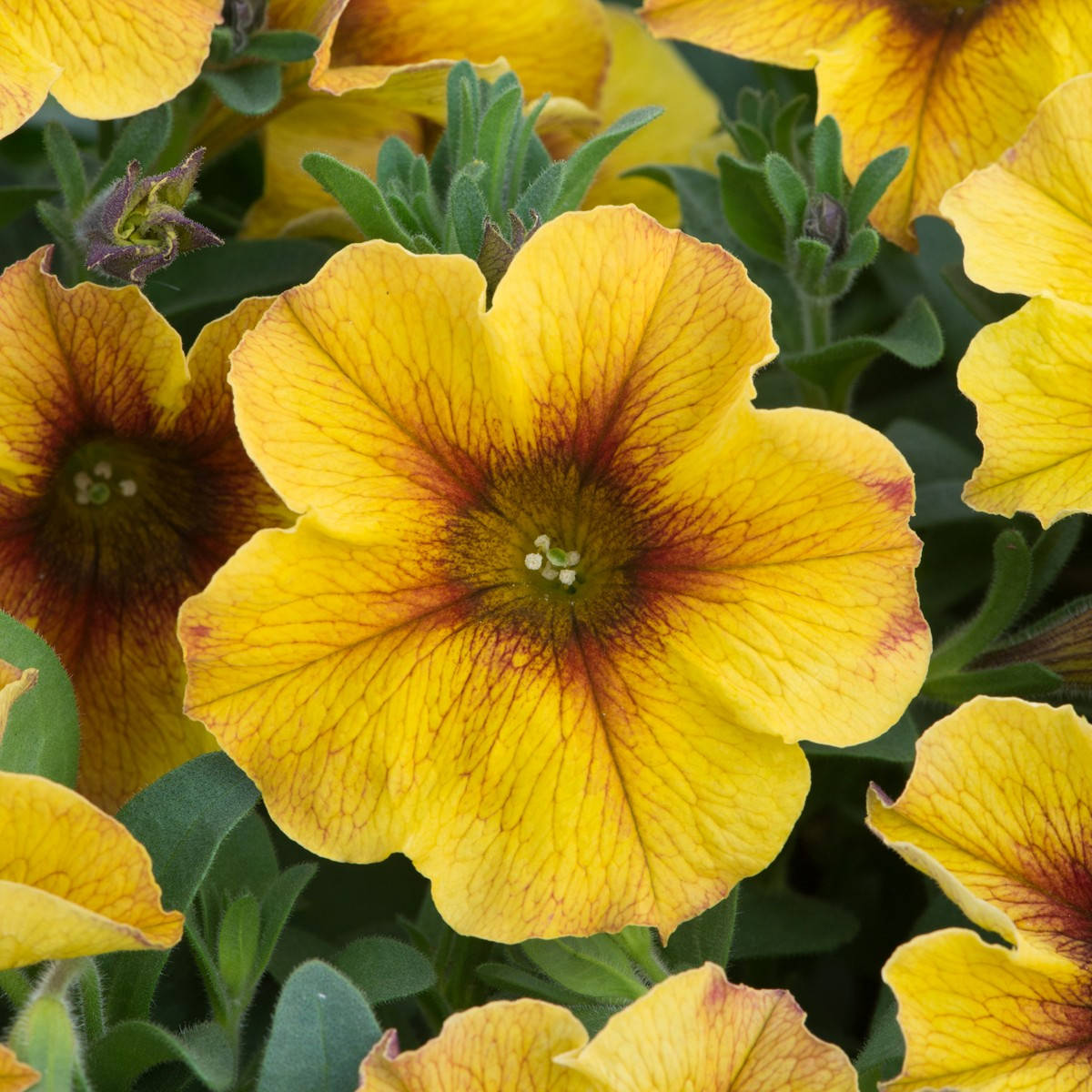 Розсада ампельної петунії в горщику 9см - Petchoa caramel yellow (петхоа карамел єллов) 
Розсада ампельної петунії в горщику 9см - Petchoa caramel yellow (петхоа карамел єллов)