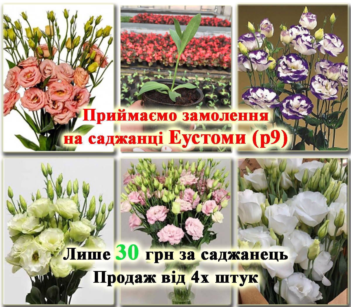 Саженцы Эустомы p9 в ассортименте (Blue Rim, Light pink, Green, White, Yellow, Apricot) ЗКС
Саженцы Эустомы p9 в ассортименте (Blue Rim, Light pink, Green, White, Yellow, Apricot) ЗКС