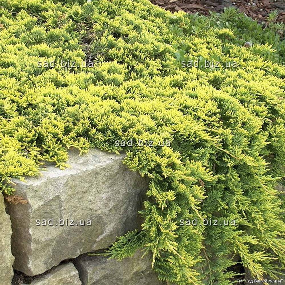 Можжевельник горизонтальный 'Golden Carpet' в 3-литровом контейнере
Можжевельник горизонтальный 'Golden Carpet' в 3-литровом контейнере