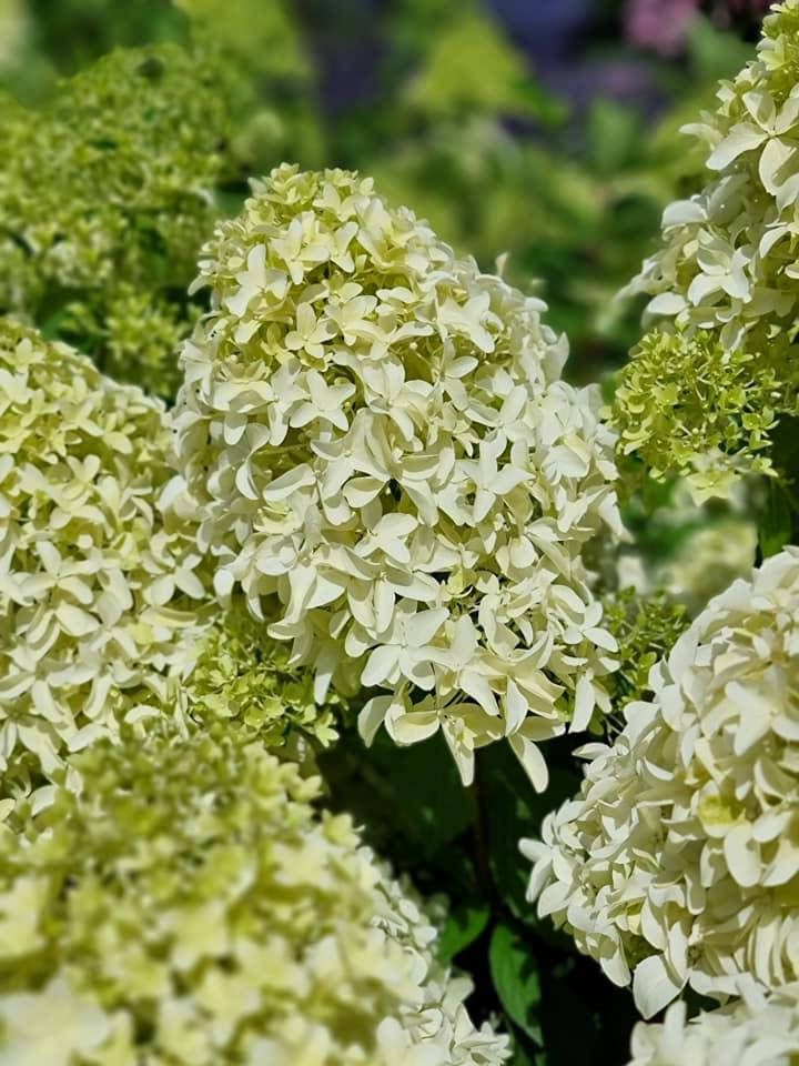Гортензия метельчатая Скайфолл \ Hydrangea paniculata SKYFALL 'Frenne' ( саженцы 2 года) Новинка
Гортензия метельчатая Скайфолл \ Hydrangea paniculata SKYFALL 'Frenne' ( саженцы 2 года) Новинка