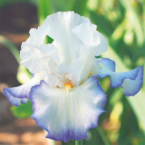 Ирис Queen's Circle (корневища)
Ирис Queen's Circle (корневища)