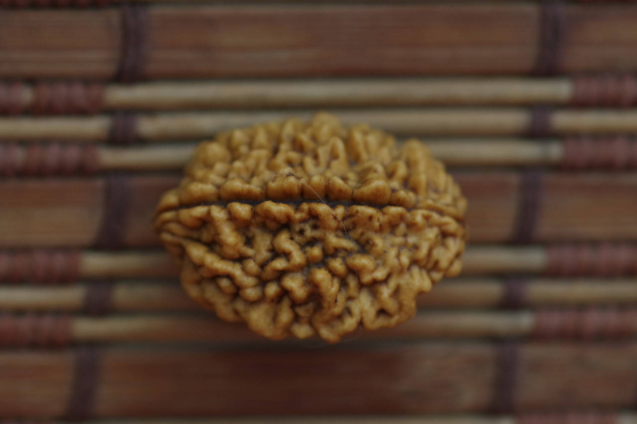 Рудракша двуликая Амулет. 2 лика Шива-шакти .длина 31мм