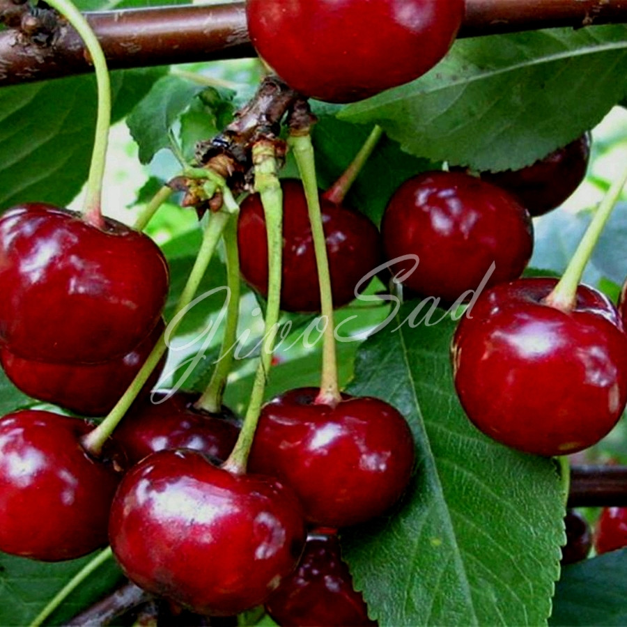 Вишня Гриот Описание Сорта Фото Отзывы – Telegraph