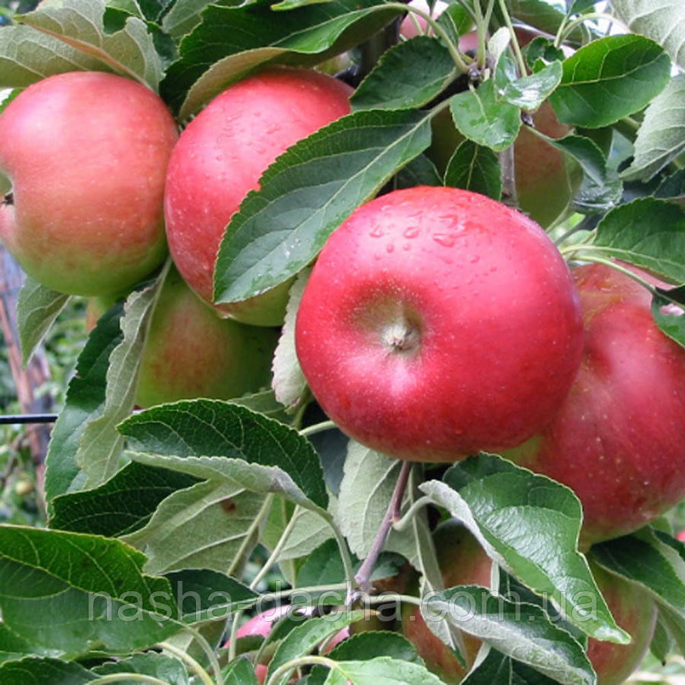 Яблоня Сорта Шафран Фото – Telegraph