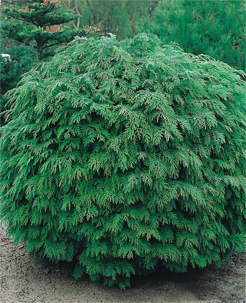 Кипарисовик Лавсона Globosa 2 річний, Кипарисовик Лавсона Глобоза, Chamaecyparis lawsoniana Globosa
Кипарисовик Лавсона Globosa 2 річний, Кипарисовик Лавсона Глобоза, Chamaecyparis lawsoniana Globosa
