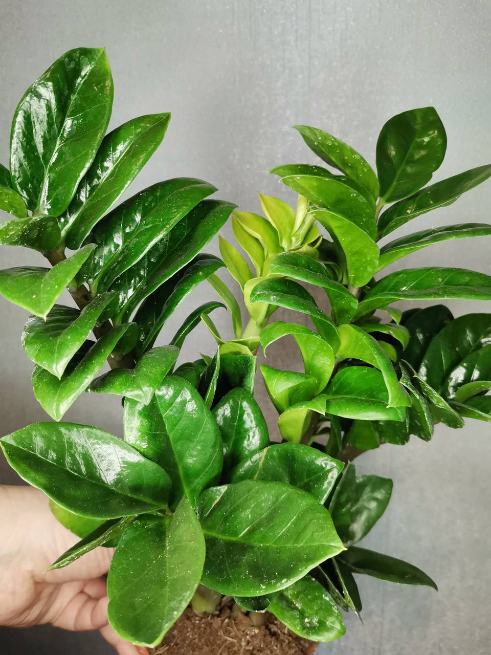 Долларовое дерево Замиокулькас Зензи 
Долларовое дерево Замиокулькас Зензи