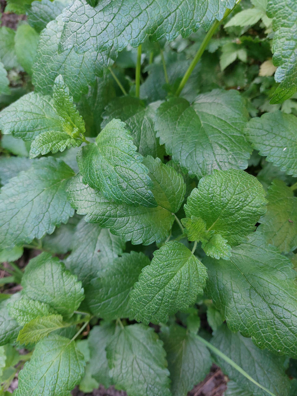 Мелисса лекарственная лимонная (Melissa officinalis), саженец
Мелисса лекарственная лимонная (Melissa officinalis), саженец