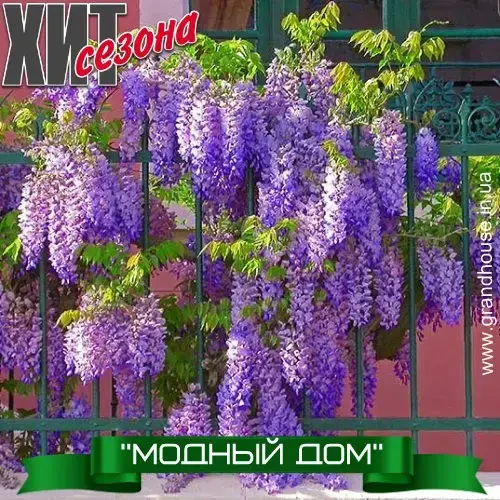 ГЛИЦИНИЯ СОРТОВАЯ СИРЕНЕВАЯ "МОДНЫЙ ДОМ" ('Fashion House) / Вистерия / саженцы в горшке (ЗКС) - ЗАКАНЧИВАЕТСЯ
ГЛИЦИНИЯ СОРТОВАЯ СИРЕНЕВАЯ "МОДНЫЙ ДОМ" ('Fashion House) / Вистерия / саженцы в горшке (ЗКС) - ЗАКАНЧИВАЕТСЯ