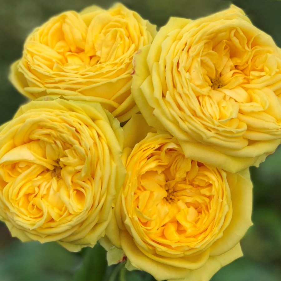 Роза Каталина Фото Отзывы – Telegraph