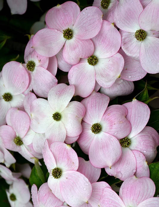 Дерен флорида " Стеллар Пинк" \ Cornus florida Stellar Pink ( саженцы 2года ) Дерен китайский
Дерен флорида " Стеллар Пинк" \ Cornus florida Stellar Pink ( саженцы 2года ) Дерен китайский