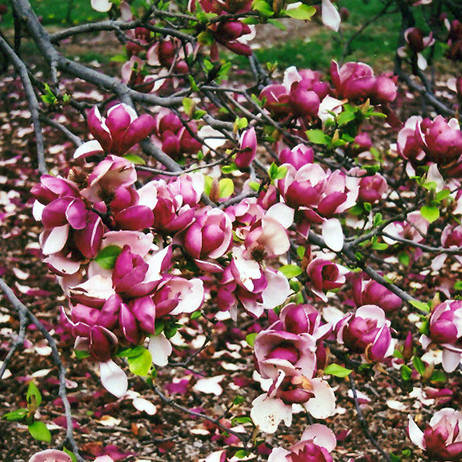 Магнолия Суланжа "Grace McDade" (возраст саженца 4 года)
Магнолия Суланжа "Grace McDade" (возраст саженца 4 года)