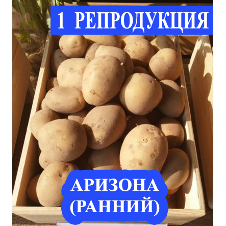 Семенной картофель Ранний посадочный картофель элита голландский Семенная картошка сорта АРИЗОНА 1 репродукции
Семенной картофель Ранний посадочный картофель элита голландский Семенная картошка сорта АРИЗОНА 1 репродукции