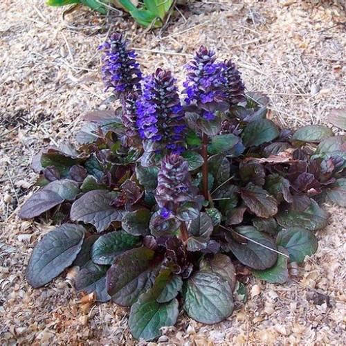 Аюга (Живучка) Atropurpurea (Атропурпуреа) 
Аюга (Живучка) Atropurpurea (Атропурпуреа)