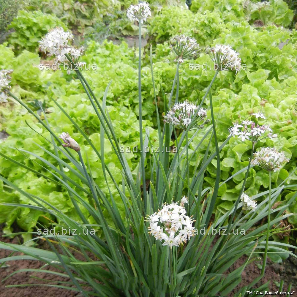 Лук душистый с белыми цветами. Контейнер 2 л
Лук душистый с белыми цветами. Контейнер 2 л