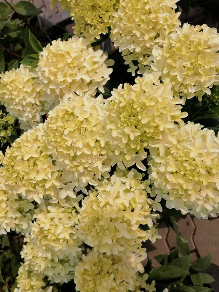 Гортензия метельчатая Уайтлайт \ hydrangea paniculata Whitelight ( саженцы 3 года) Новинка
Гортензия метельчатая Уайтлайт \ hydrangea paniculata Whitelight ( саженцы 3 года) Новинка