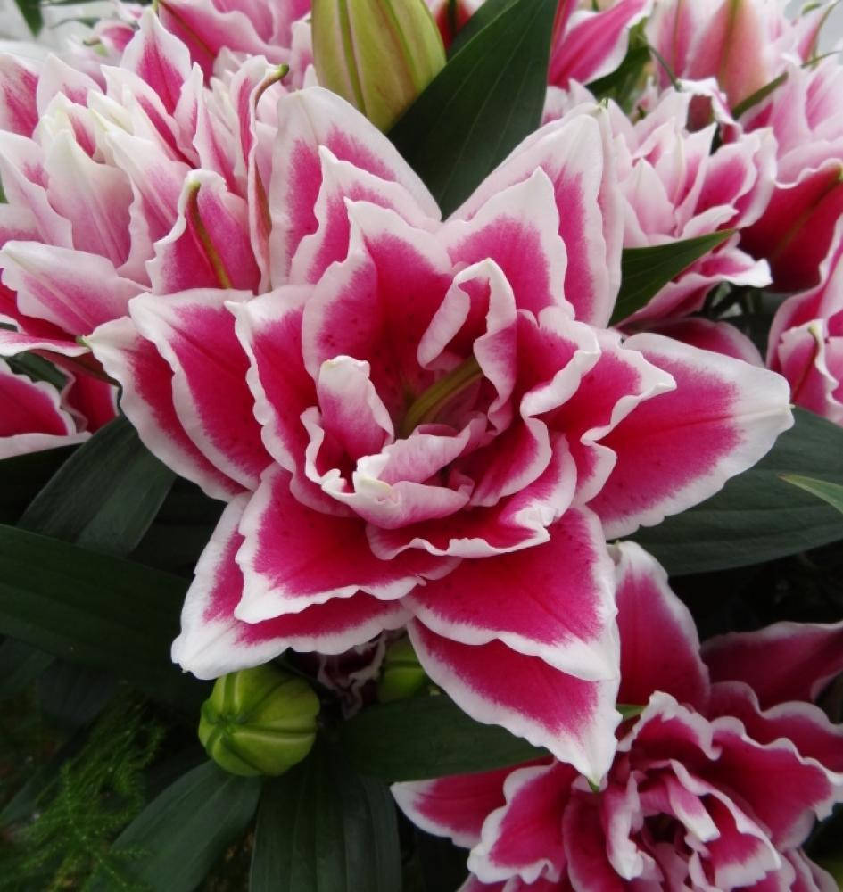 Лилия Roselily Samantha 12/14
Лилия Roselily Samantha 12/14