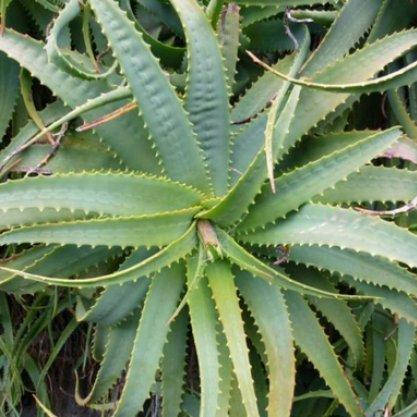 Алое древовидное (столетник), Aloe arborescens, Зелёный