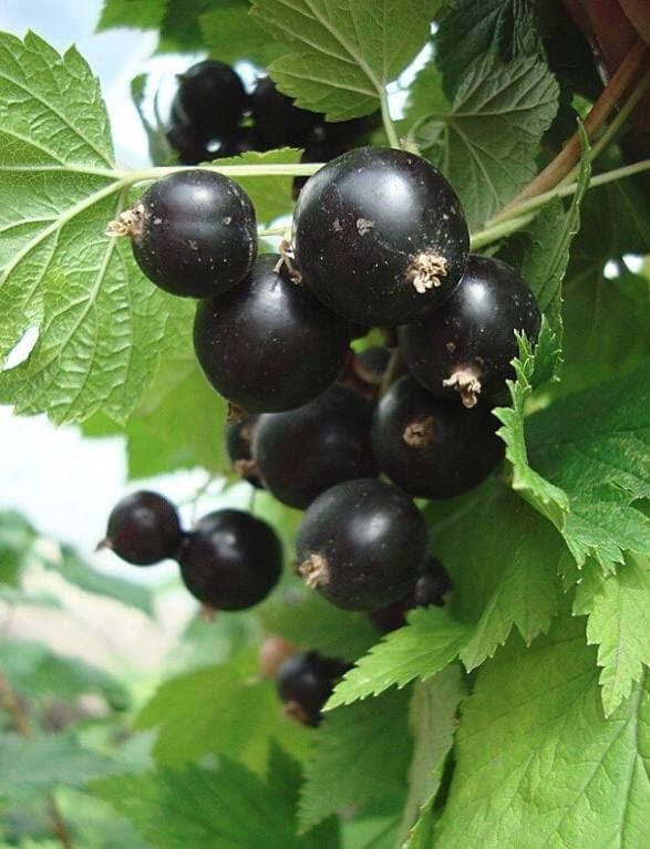 Саженцы черной смородины "Голубка"
Саженцы черной смородины "Голубка"