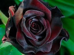 Роза "Блэк Бьюти"
Роза "Блэк Бьюти"