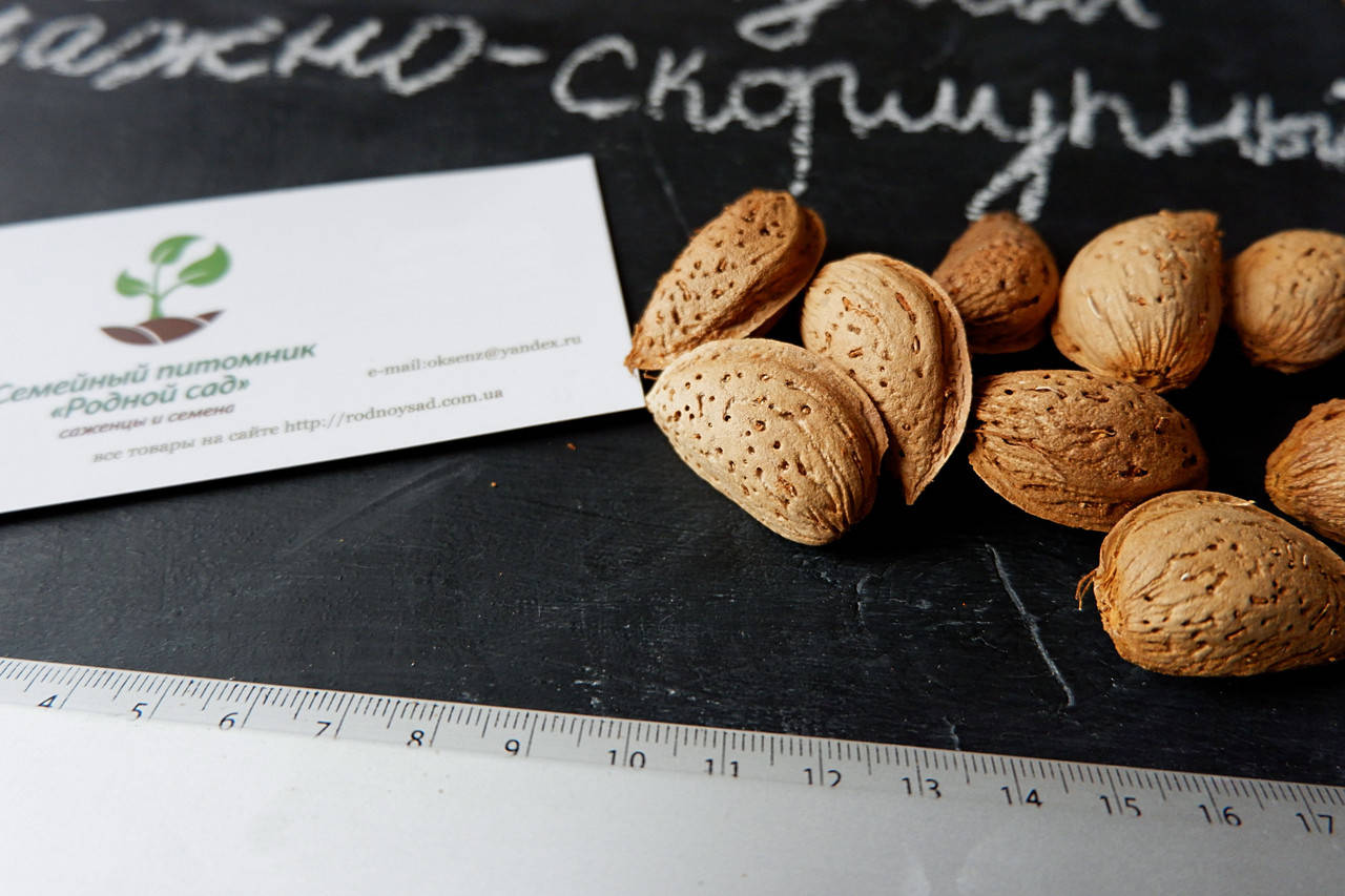 Миндаль сладкий бумажно-скарлупный семена (10шт) косточка для саженцев + инструкции + подарок
Миндаль сладкий бумажно-скарлупный семена (10шт) косточка для саженцев + инструкции + подарок