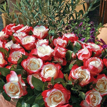 Роза Ностальжи
Роза Ностальжи