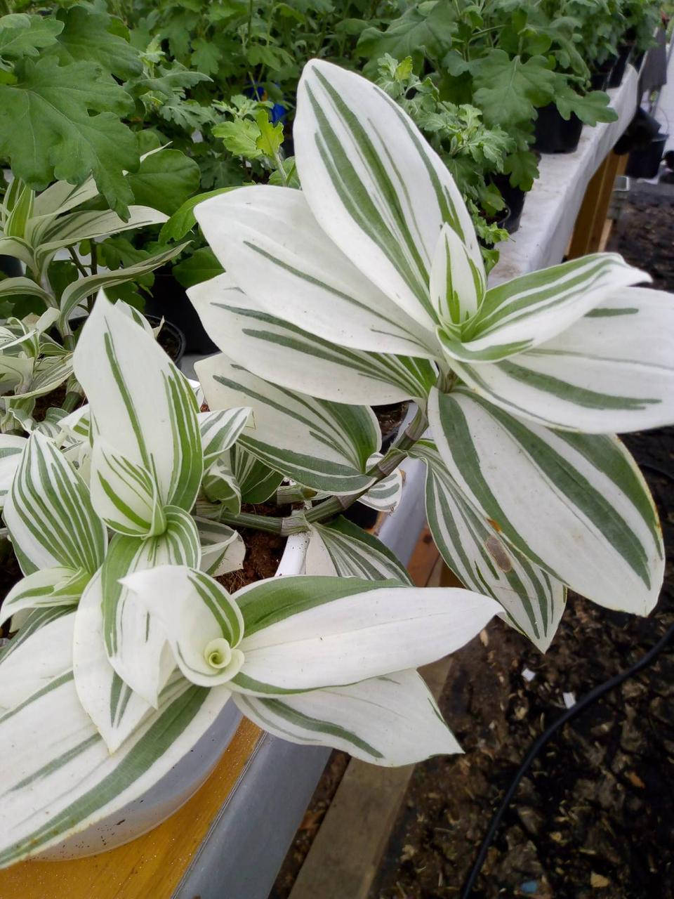 Традесканция "Quicksilver" в горшке 0,250л
Традесканция "Quicksilver" в горшке 0,250л