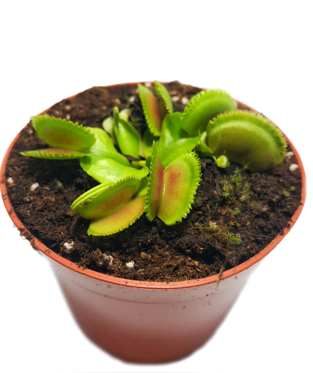 Растение Хищник Венерина мухоловка Дентата AlienPlants Dionaea muscipula Dentate размер S
Растение Хищник Венерина мухоловка Дентата AlienPlants Dionaea muscipula Dentate размер S