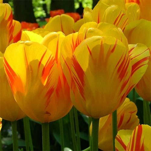 Тюльпан Olympic Flame 3 шт(луковицы)
Тюльпан Olympic Flame 3 шт(луковицы)