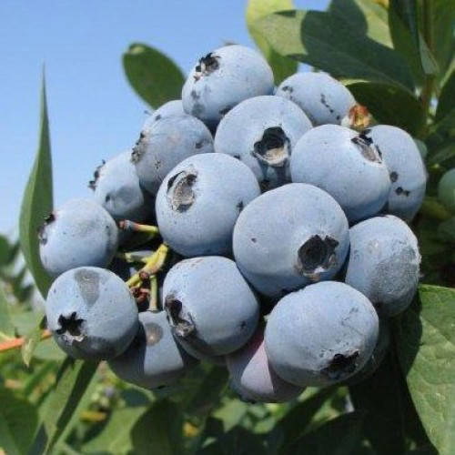 Саженцы Голубики Эрли Блю (Early Blue) - ранняя, крупноплодная, зимостойкая (3-х летка) С2
Саженцы Голубики Эрли Блю (Early Blue) - ранняя, крупноплодная, зимостойкая (3-х летка) С2