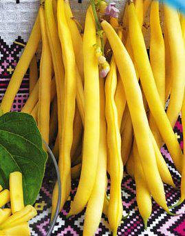 Семена фасоли спаржевой Золотая Сакса
Семена фасоли спаржевой Золотая Сакса