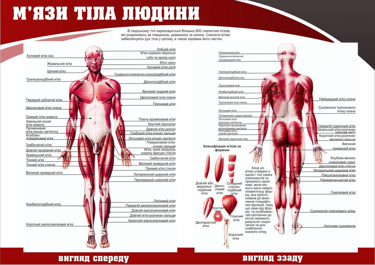 Санбюлетень "М'язи тіла людини" українська версія (анатомічний плакат) пластик, А2(420х600мм)
Санбюлетень "М'язи тіла людини" українська версія (анатомічний плакат) пластик, А2(420х600мм)