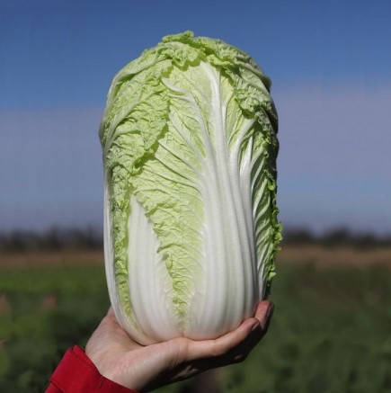 KS 374 (ТЕНСАЙ) F1 1000 шт Kitano Seeds Капуста Пекінська Насіння (Капуста Пекинская Семена)
KS 374 (ТЕНСАЙ) F1 1000 шт Kitano Seeds Капуста Пекінська Насіння (Капуста Пекинская Семена)