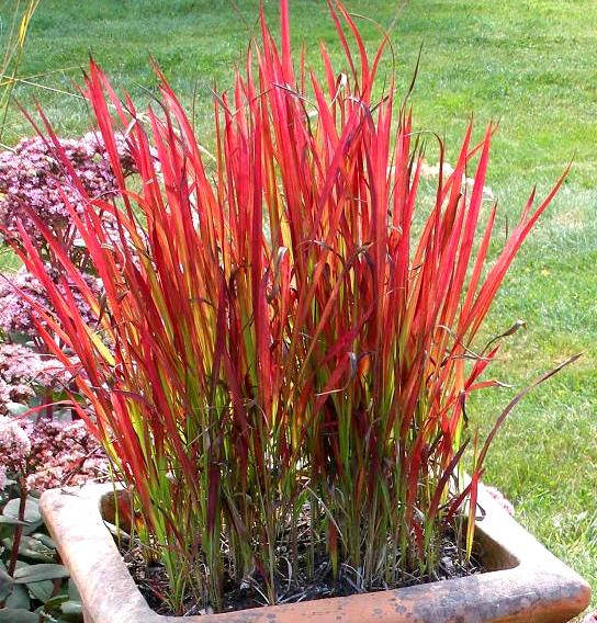 Императа Ред Барон, с комом земли 
Императа Ред Барон, с комом земли