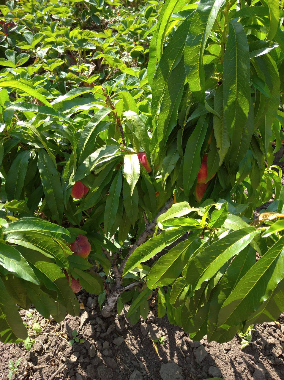 Саженцы Персика Колоновидный Персик Медовый
Саженцы Персика Колоновидный Персик Медовый