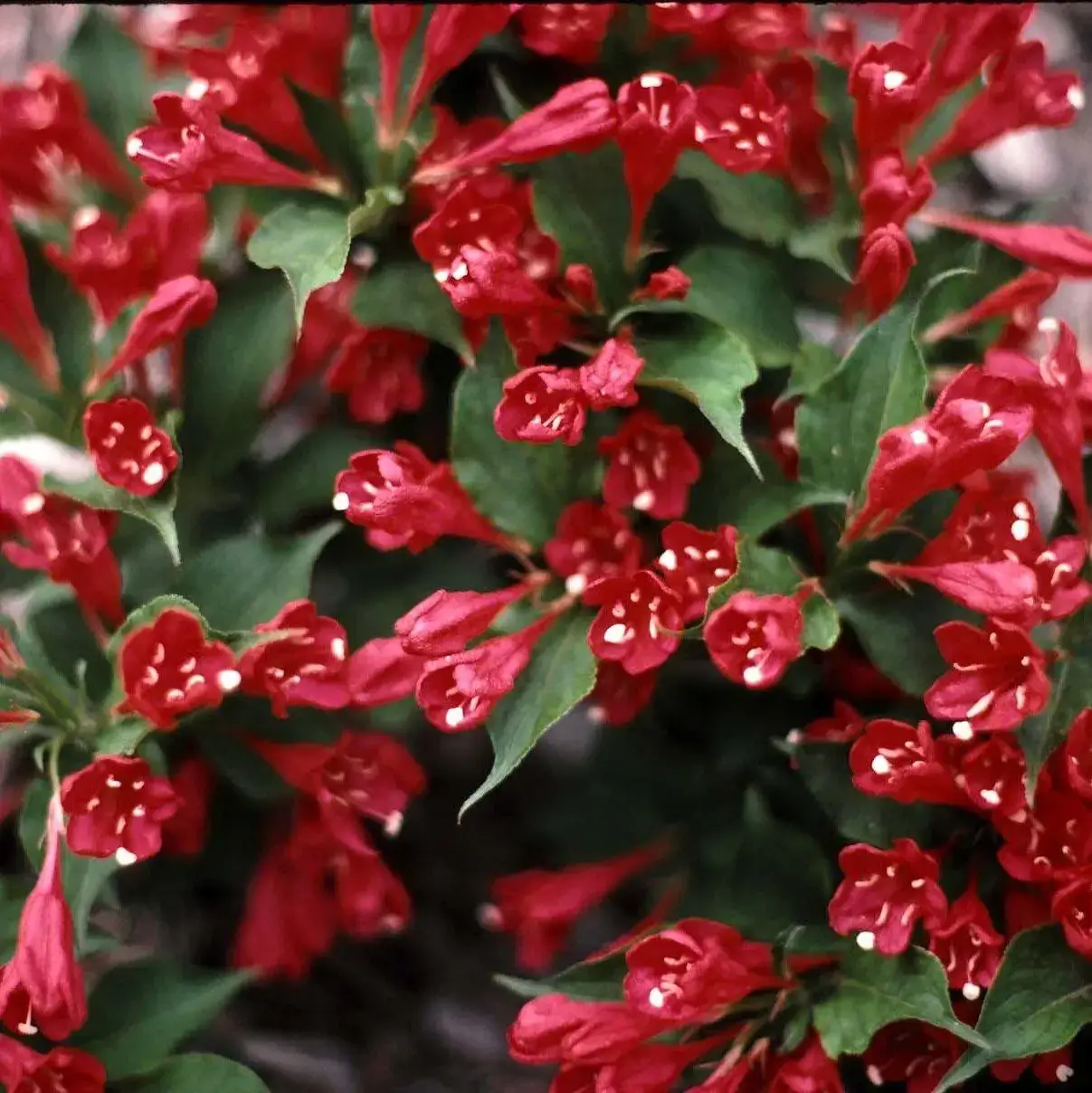 Вейгела Красная / Саженцы
Вейгела Красная / Саженцы